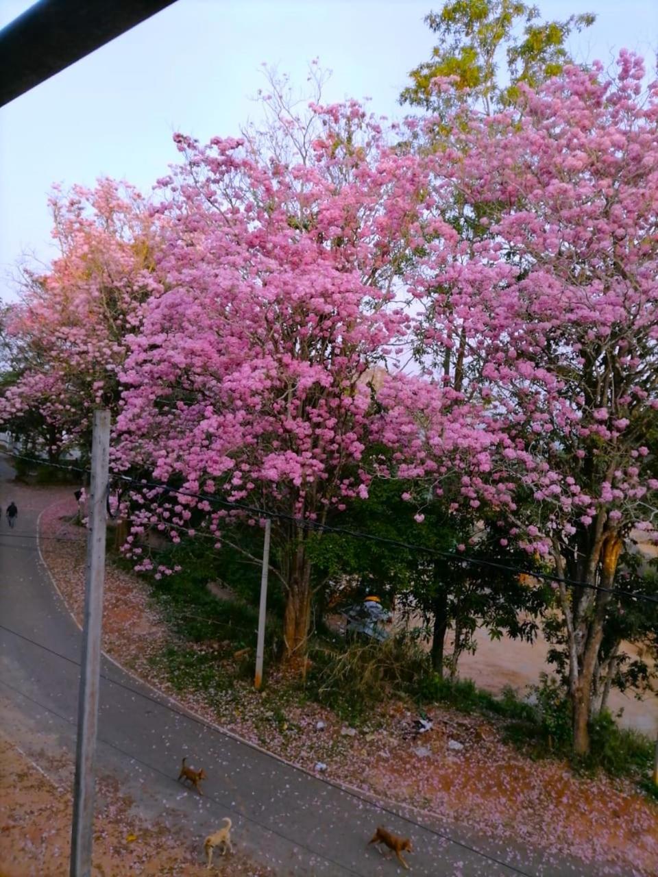 Roberosia - Holiday Home Kandy Exterior foto